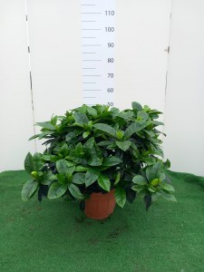 Gardenia grandiflora v.25